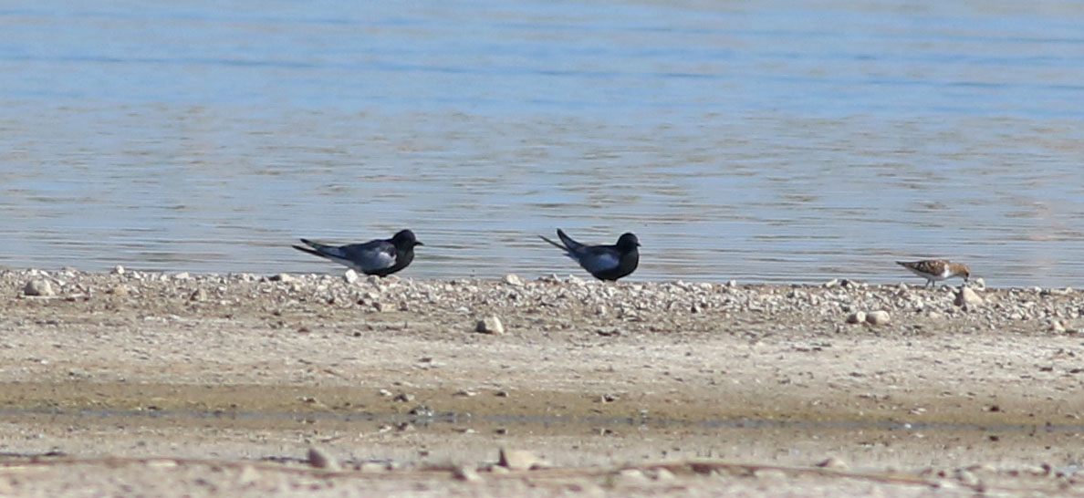 Black Tern